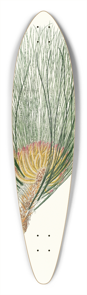 Aylmer Bourke Lambert - Pinus palustris = Swamp pine 39.3 inch art pintail longboard deck