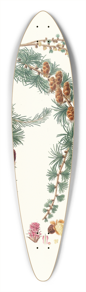 Aylmer Bourke Lambert - Pinus pendula = Black larch 39.3 inch art pintail longboard deck