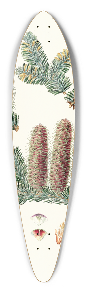 Aylmer Bourke Lambert - Pinus picea = Silver fir 39.3 inch art pintail longboard deck