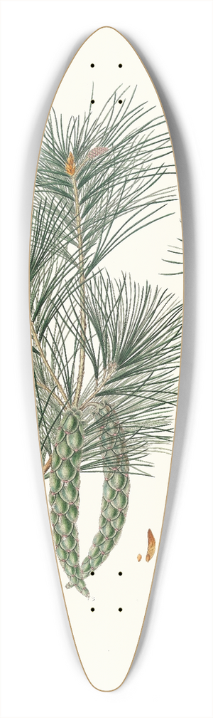 Aylmer Bourke Lambert - Pinus strobus = Weymouth pine 39.3 inch art pintail longboard deck