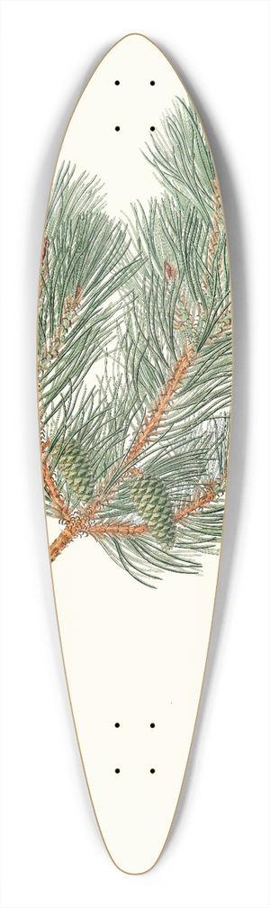 Aylmer Bourke Lambert - Pinus variablilis = Variable-leaved bastard pine 39.3 inch art pintail longboard deck