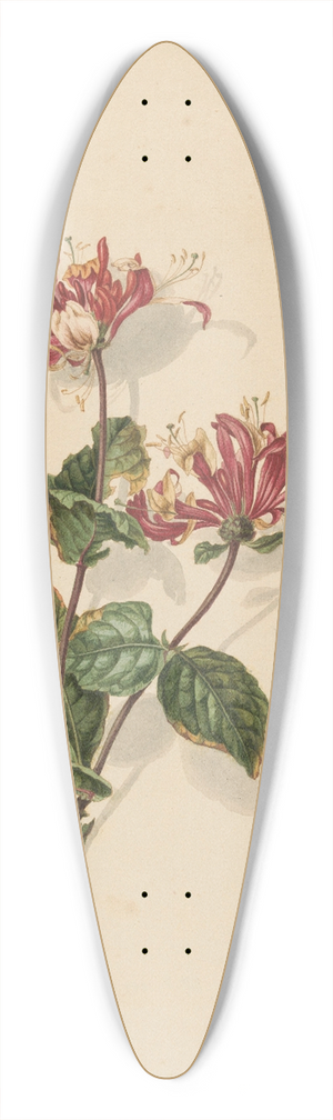 Barend Hendrik Thier - Tak wilde kamperfoelie (Lonicera periclymenum) 39.3 inch art pintail longboard deck