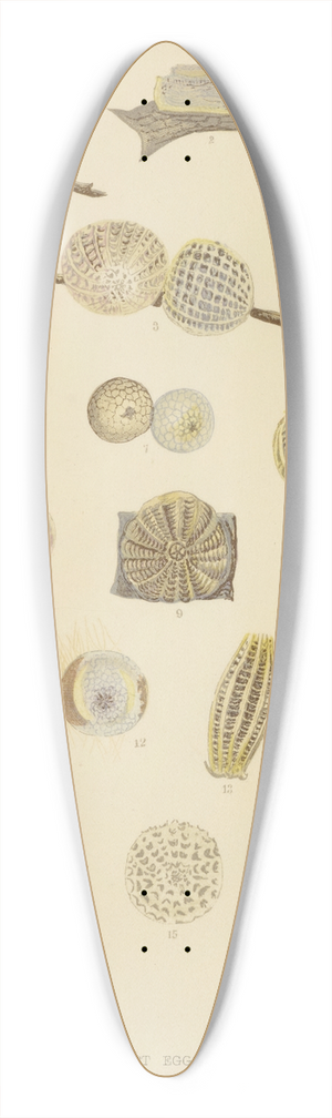 Barret And Sons - Insect Eggs 39.3 inch art pintail longboard deck