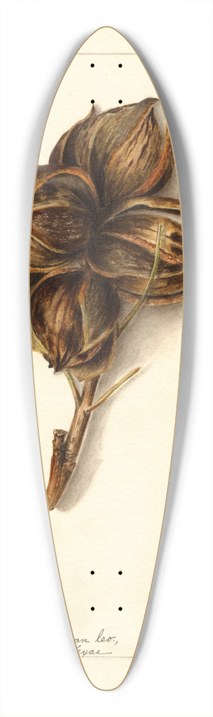 Bertha Heiges - Carya: Halberta 39.3 inch art pintail longboard deck