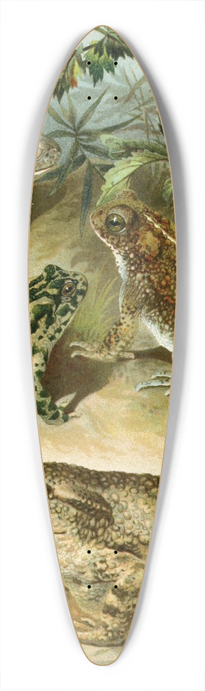 Bruno Drigen - Bufo vulgaris, Bufo viridis, Bufo calamita, Alytes obstetricans 39.3 inch art pintail longboard deck