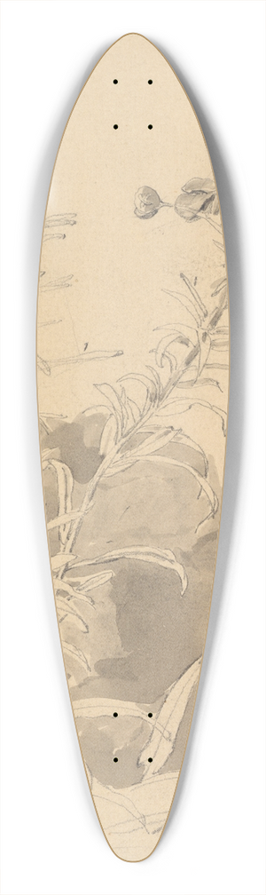 Carl Gustav Carus - Study of a Willowherb 39.3 inch art pintail longboard deck