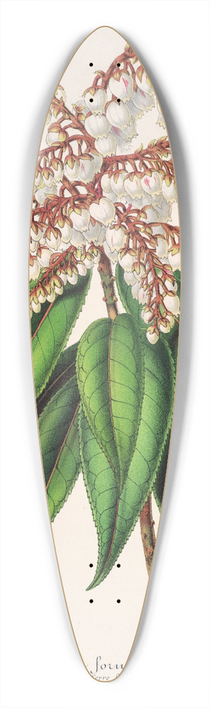 Charles Antoine Lemaire - Andromeda (Comarostaphylis) formosa 39.3 inch art pintail longboard deck