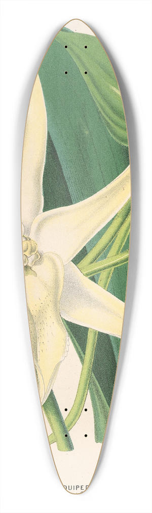 Charles Antoine Lemaire - Angrcum sesquipedale 39.3 inch art pintail longboard deck