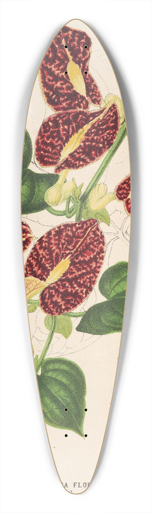 Charles Antoine Lemaire - Aristolochia floribunda 39.3 inch art pintail longboard deck