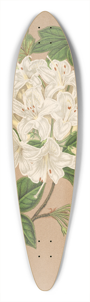 Charles Antoine Lemaire - Azalea sinensis var Albiflora 39.3 inch art pintail longboard deck