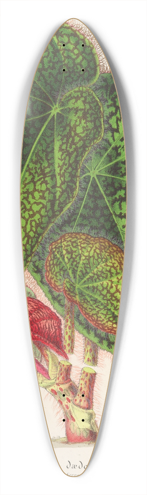 Charles Antoine Lemaire - Bgonia ddalea 39.3 inch art pintail longboard deck