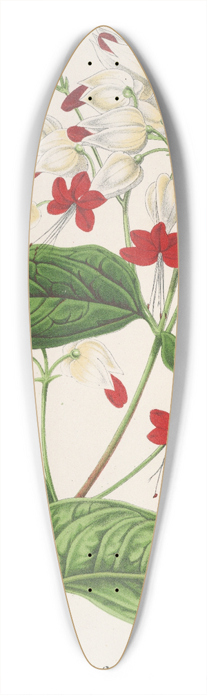 Charles Antoine Lemaire - Clerodendrum Thomson 39.3 inch art pintail longboard deck