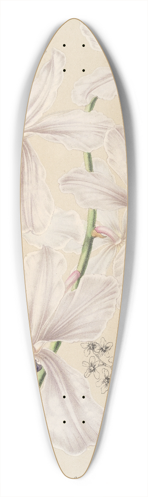 Charles Antoine Lemaire - Vanda crulea 39.3 inch art pintail longboard deck