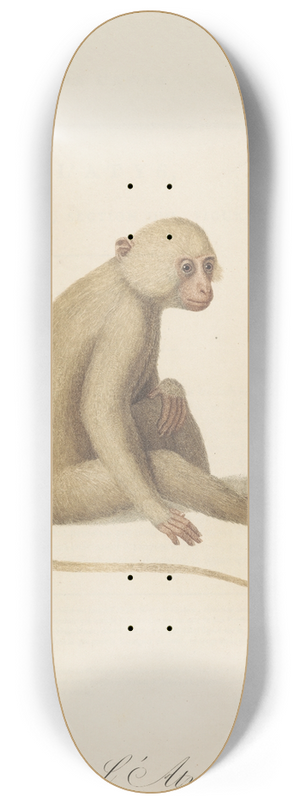 Jean-Baptiste Audebert - LAtys 8.25 inch art skate deck