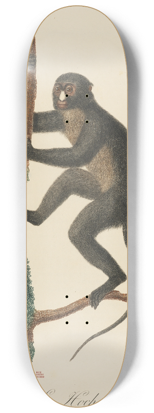 Jean-Baptiste Audebert - Le Hocheur 8.25 inch art skate deck