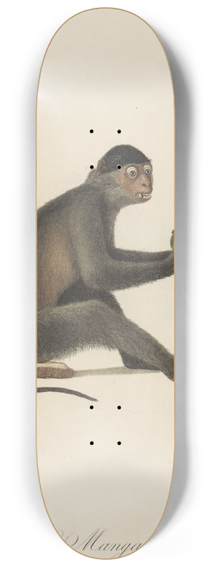 Jean-Baptiste Audebert - Le Mangabey 8.25 inch art skate deck