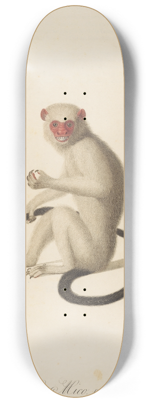 Jean-Baptiste Audebert - Le Mico 8.25 inch art skate deck