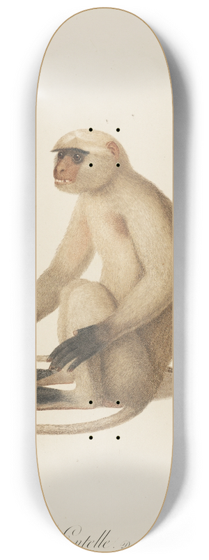 Jean-Baptiste Audebert - LEntelle 8.25 inch art skate deck