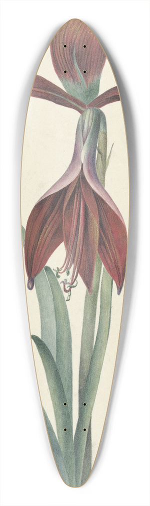 C.J. Kruimel - Amaryllis Formosissima 39.3 inch art pintail longboard deck