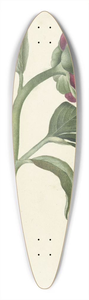 C.J. Kruimel - Bloem van de pioenroos 39.3 inch art pintail longboard deck