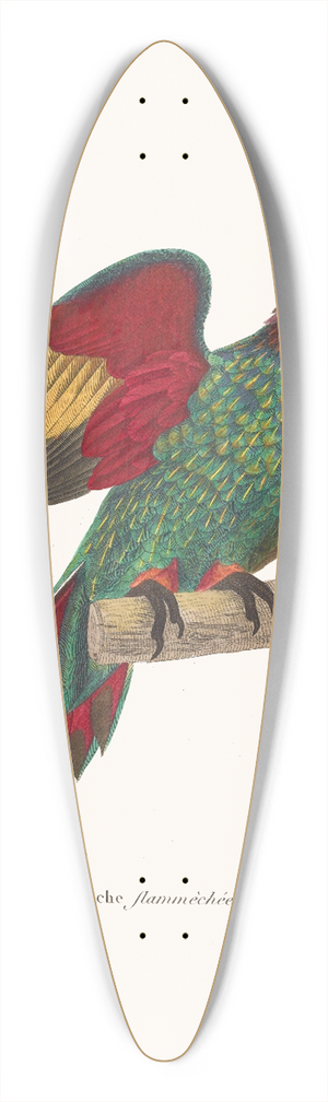 Coenraad Jacob Temminck - Perruche Flammche. 39.3 inch art pintail longboard deck