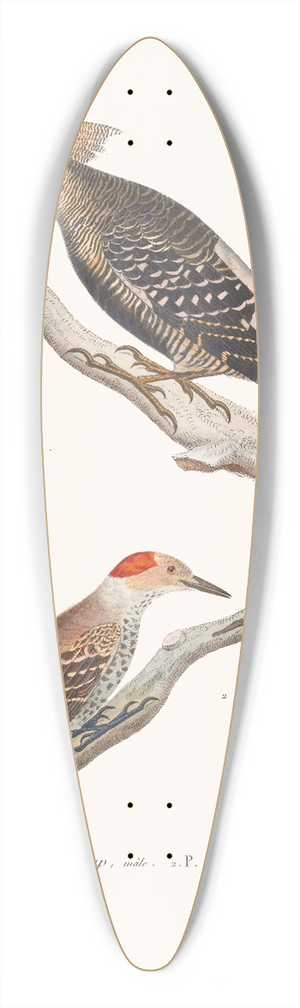 Coenraad Jacob Temminck - Pic Strihup 39.3 inch art pintail longboard deck
