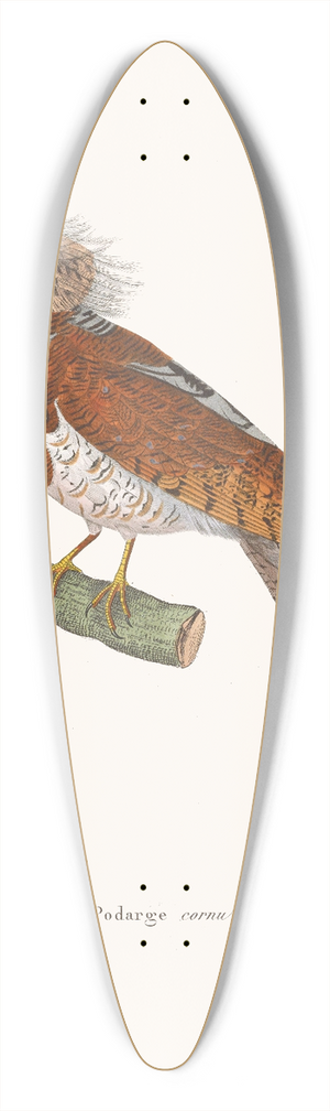 Coenraad Jacob Temminck - Podarge Cornu 39.3 inch art pintail longboard deck