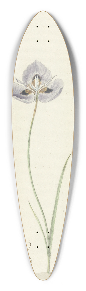 Cornelis van Noorde - Iris 39.3 inch art pintail longboard deck