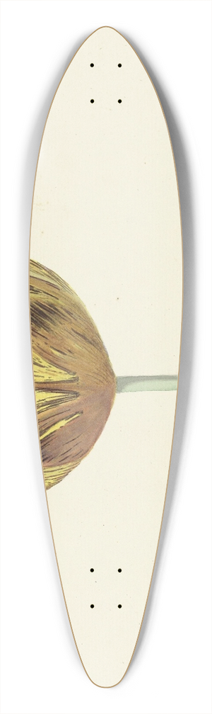Cornelis van Noorde - Tulp genaamd Bizard Sub. A 39.3 inch art pintail longboard deck