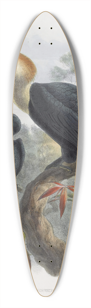 Daniel Giraud Elliot - Cranorrhinus cassidix 39.3 inch art pintail longboard deck