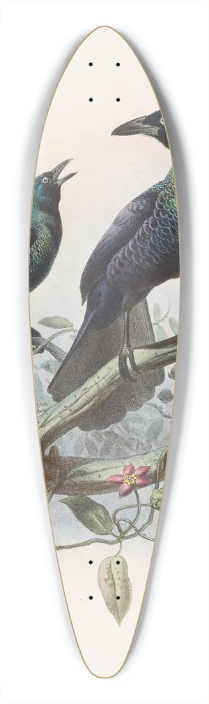 Daniel Giraud Elliot - Manucodia chalybeus 39.3 inch art pintail longboard deck