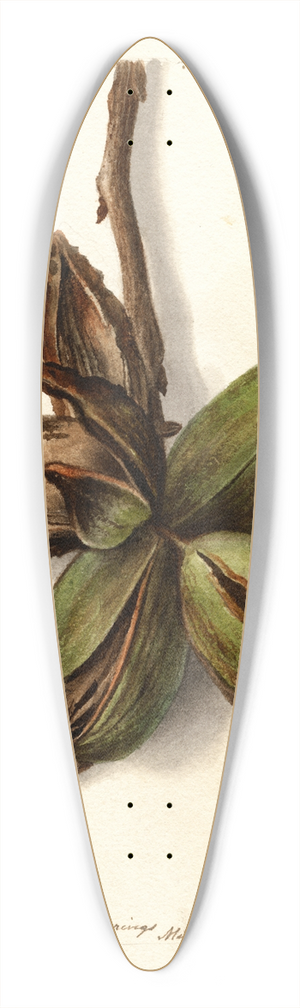Deborah Griscom Passmore - Carya: Van Deman 39.3 inch art pintail longboard deck