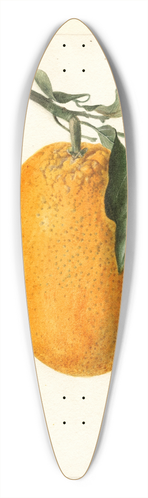 Deborah Griscom Passmore - Citrus sinensis: Joppa 39.3 inch art pintail longboard deck