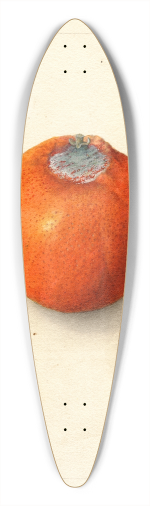 Deborah Griscom Passmore - Citrus sinensis: Washington Navel 39.3 inch art pintail longboard deck