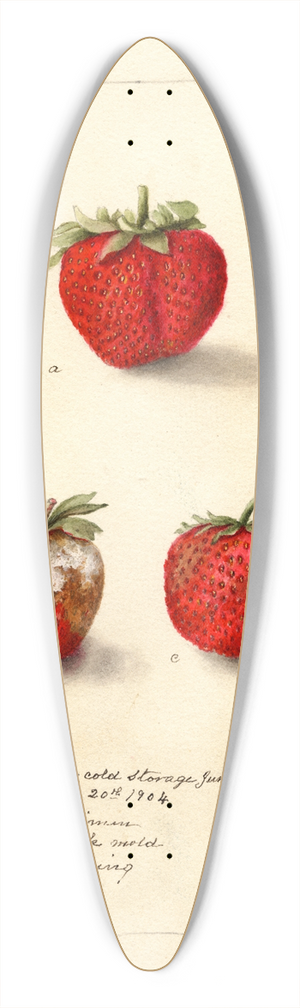 Deborah Griscom Passmore - Fragaria: Gandy 39.3 inch art pintail longboard deck