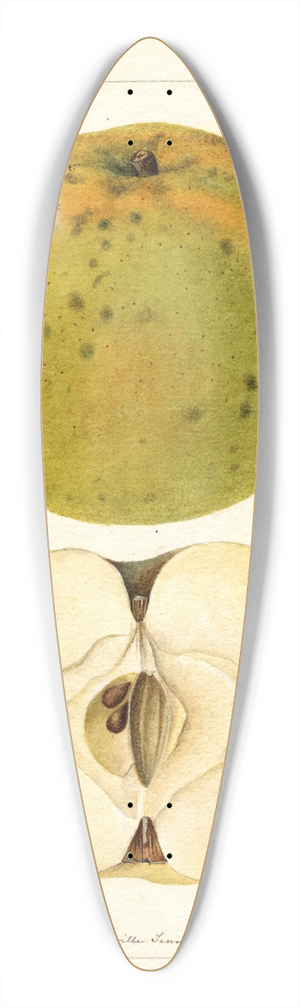 Deborah Griscom Passmore - Malus domestica: McMillin 39.3 inch art pintail longboard deck