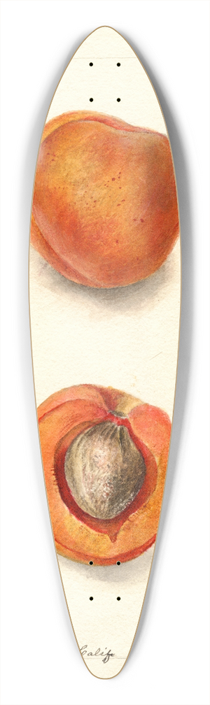 Deborah Griscom Passmore - Prunus mume: Blenheim 39.3 inch art pintail longboard deck