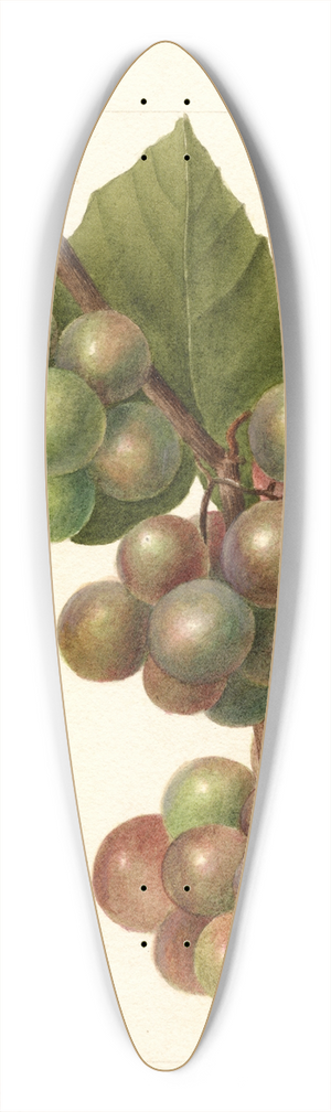 Deborah Griscom Passmore - Vitis: Labrusca 39.3 inch art pintail longboard deck
