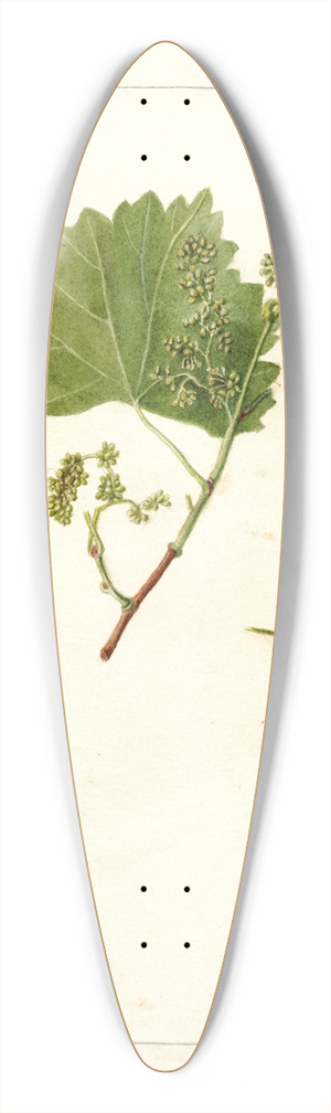 Deborah Griscom Passmore - Vitis: White Staminate 39.3 inch art pintail longboard deck