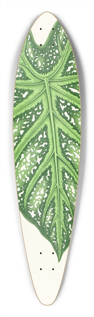 Edward Joseph Lowe - Caladium Mirabile 39.3 inch art pintail longboard deck