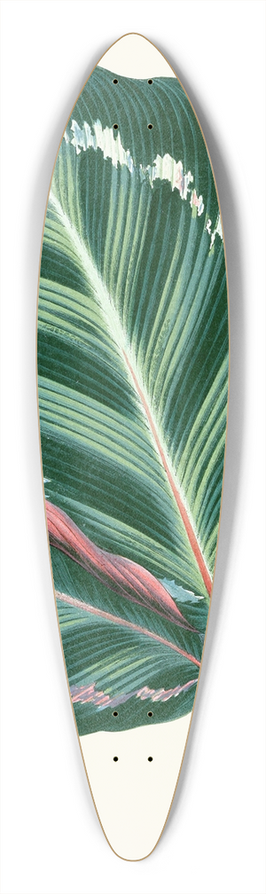 Edward Joseph Lowe - Maranta Illustris 39.3 inch art pintail longboard deck