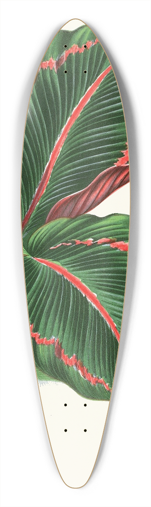 Edward Joseph Lowe - Maranta Roseo-Picta 39.3 inch art pintail longboard deck