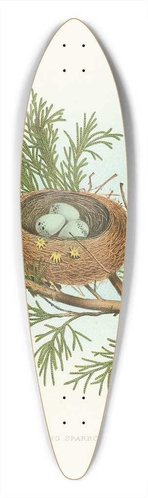 Edwin L. Sheppard - Chipping Sparrow 39.3 inch art pintail longboard deck