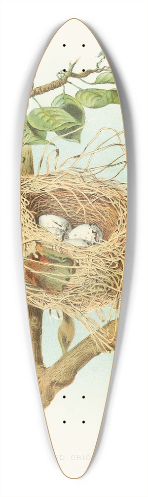 Edwin L. Sheppard - Orchard Oriole 39.3 inch art pintail longboard deck