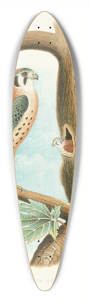 Edwin L. Sheppard - Sparrow Hawk 39.3 inch art pintail longboard deck