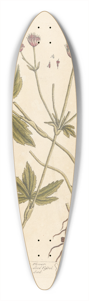 Elizabeth Blackwell - Black masterwort 39.3 inch art pintail longboard deck