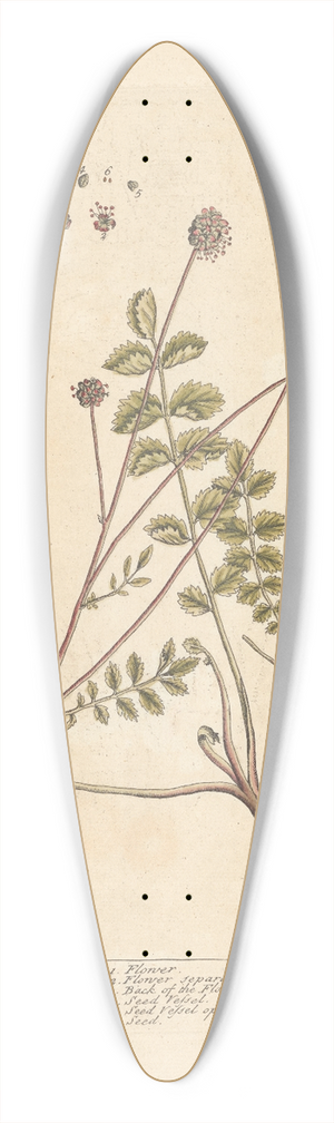 Elizabeth Blackwell - Burnet 39.3 inch art pintail longboard deck