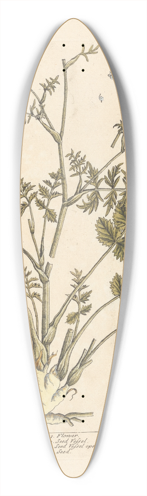 Elizabeth Blackwell - Burnet saxifrage 39.3 inch art pintail longboard deck