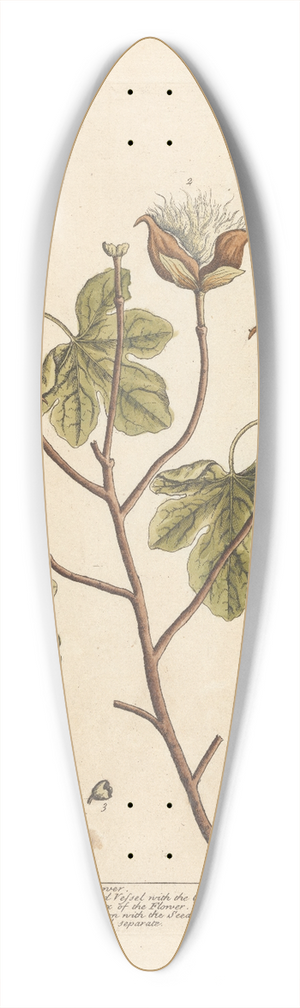 Elizabeth Blackwell - Cotton 39.3 inch art pintail longboard deck