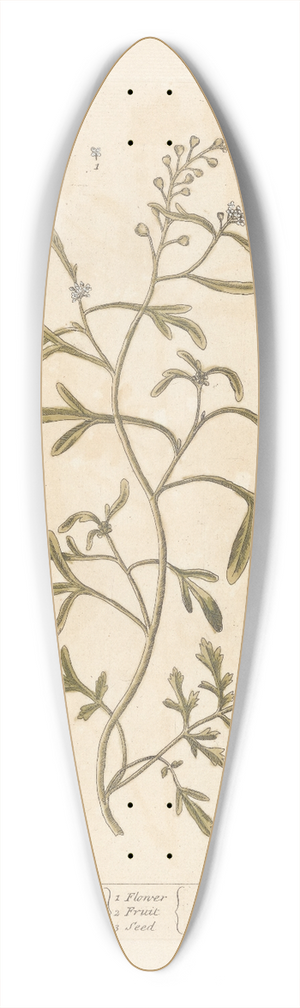 Elizabeth Blackwell - Cress 39.3 inch art pintail longboard deck
